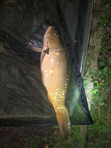 Mirror Carp