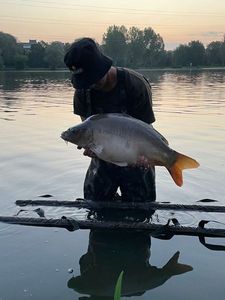 Mirror Carp