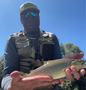 Brown Trout