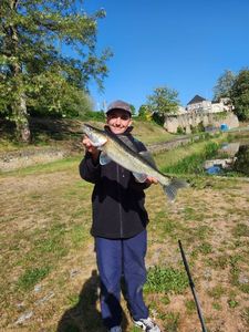 Zander