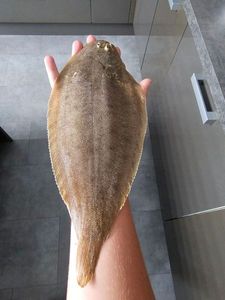 Sole