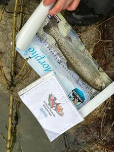 Rainbow Trout
