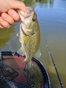 Largemouth Bass