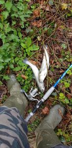 Rainbow Trout