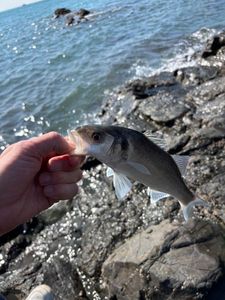 European Bass (Seabass)