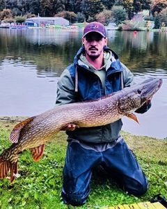 Northern Pike