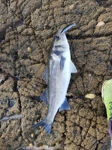 European Bass (Seabass)