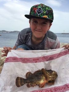 Brown Scorpionfish