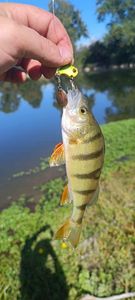 European Perch