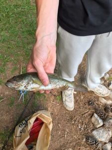 Smallmouth Bass