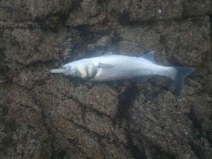 European Bass (Seabass)
