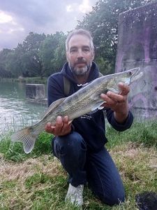 Zander