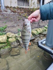 European Perch