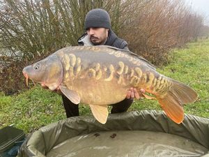 Mirror Carp