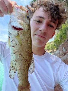Largemouth Bass