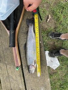 Rainbow Trout