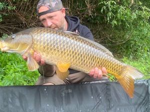 Common Carp