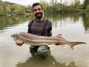 Sturgeon
