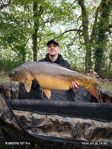 Mirror Carp