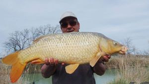 Common Carp