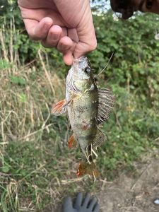 European Perch