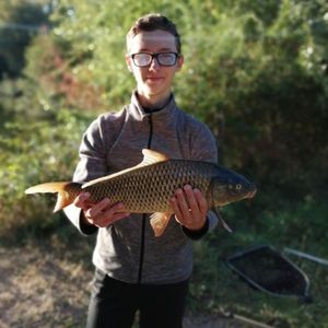 Common Carp