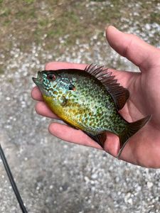 Green Sunfish