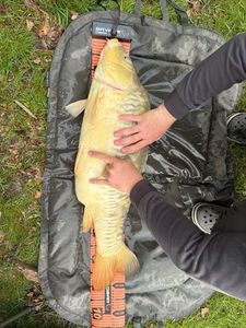 Leather Carp