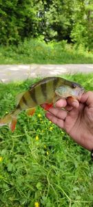European Perch