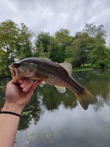 Largemouth Bass