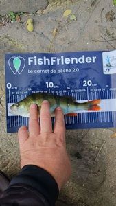European Perch