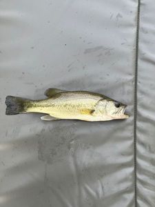 Smallmouth Bass