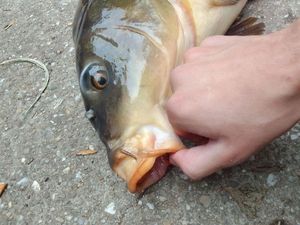 Common Carp