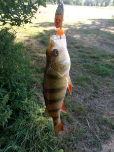 European Perch