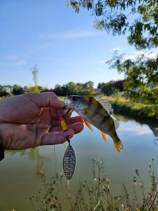 European Perch