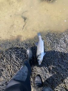 European Bass (Seabass)