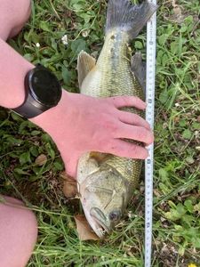 Smallmouth Bass