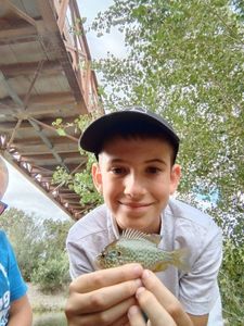 Green Sunfish
