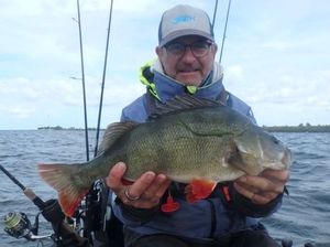 European Perch