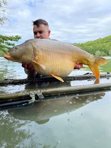 Mirror Carp