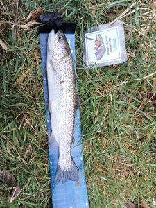 Rainbow Trout