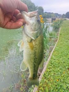 Largemouth Bass