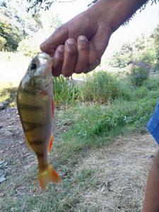 European Perch