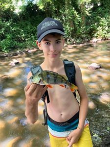 European Perch