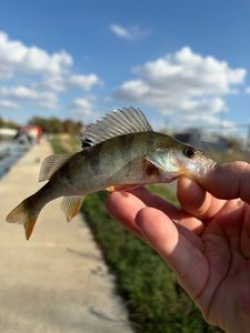European Perch, поймал Stephane Amiot