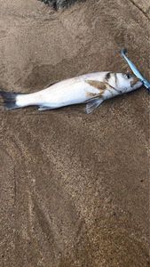 European Bass (Seabass)