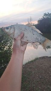 Crucian Carp