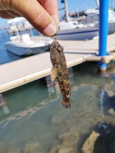 Giant Goby