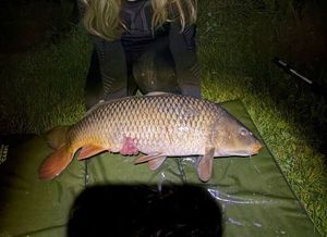 Common Carp