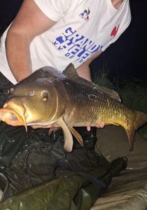 Common Carp